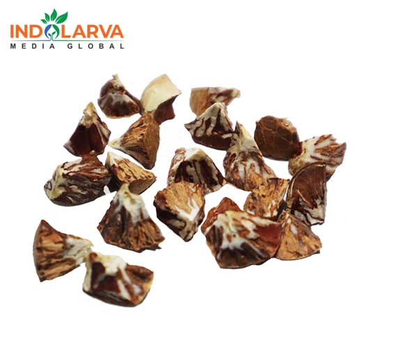 Indonesian Premium Betel Nuts Diamond